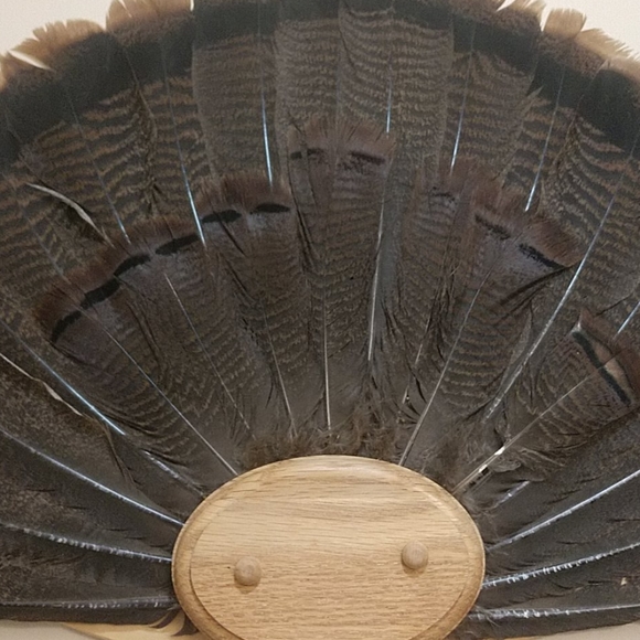 Mounted Turkey Tail - Picture 2 of 2